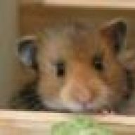 Goldhamster