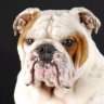 Bulldogge65