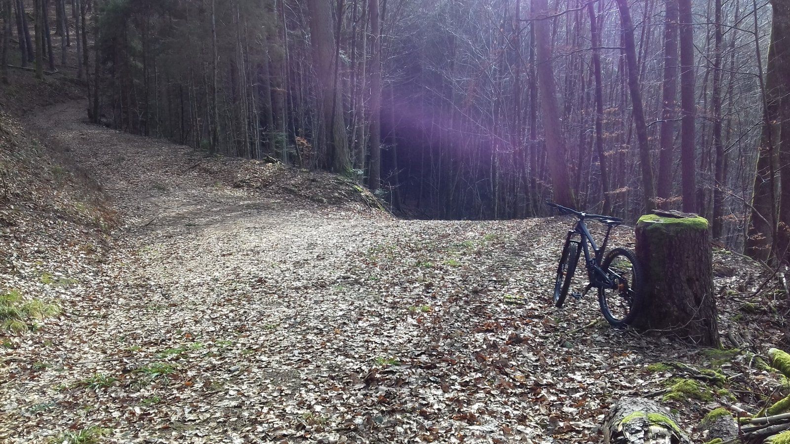 080220Wald.jpg