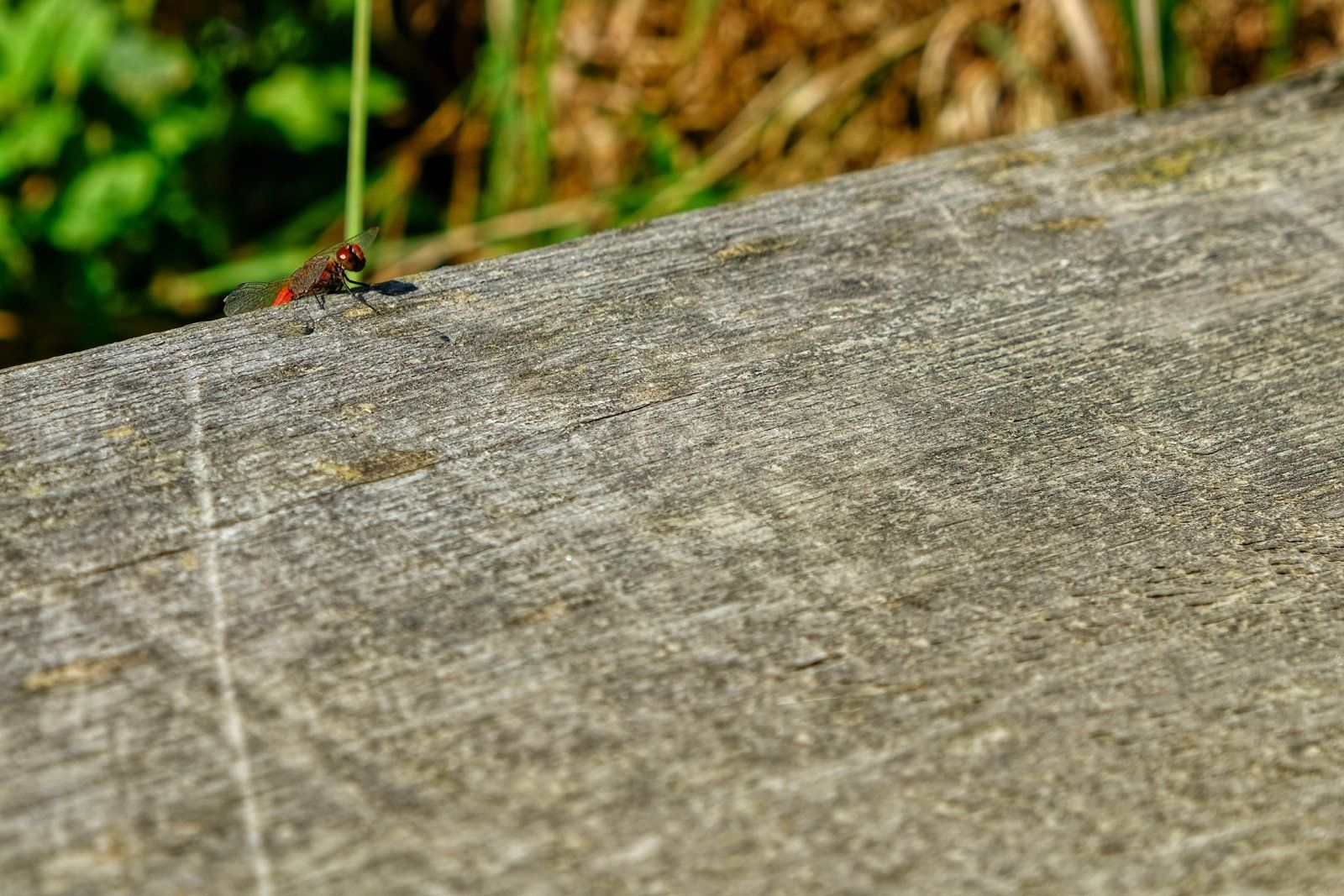 14558A9D-D65C-40D3-9D4F-9BC50320ABC9.jpeg