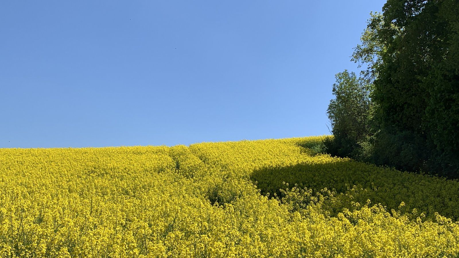 197A850B-34C3-4220-A5CE-E3E88866005A.jpeg
