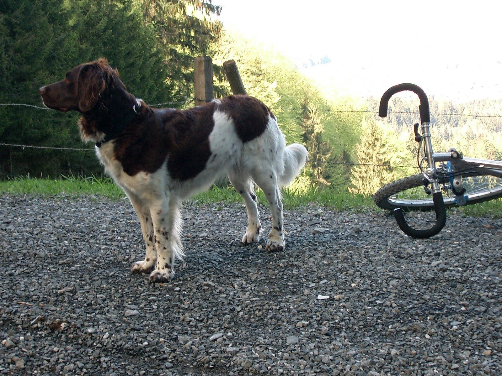 2.Hochtann 01.05.2003.jpg