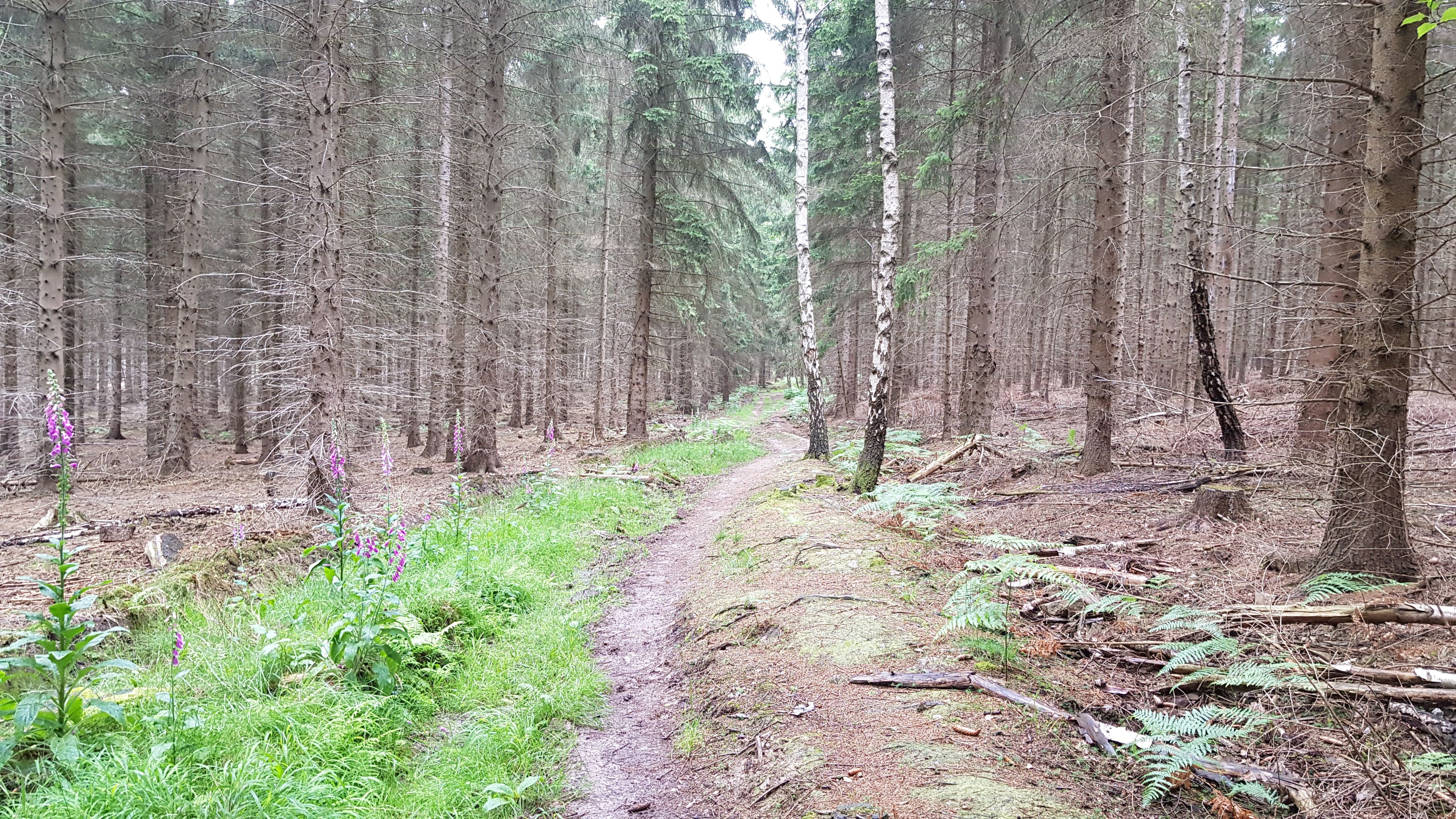 20190620_153221.jpg