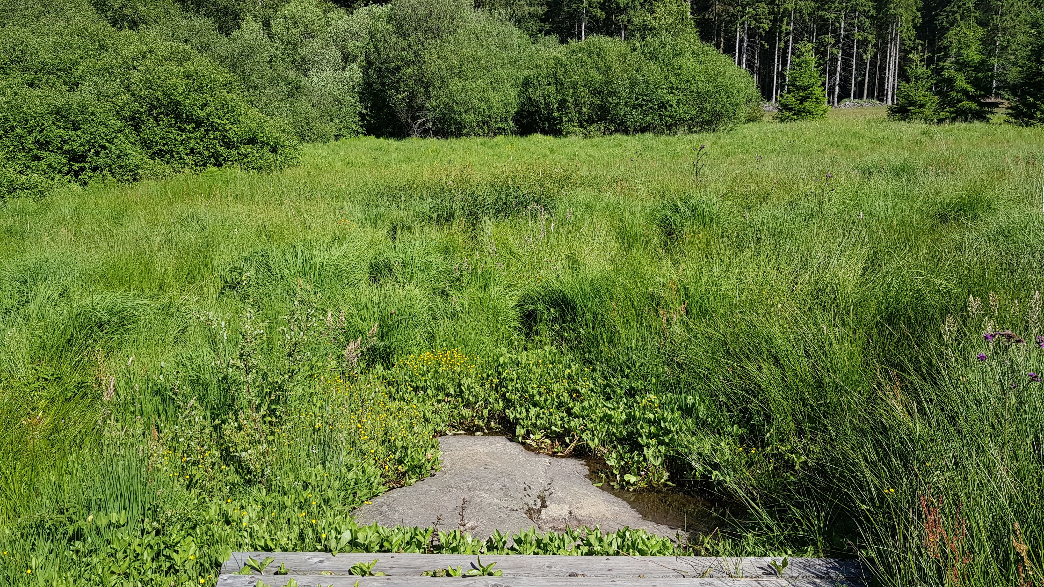 20190629_100516.jpg