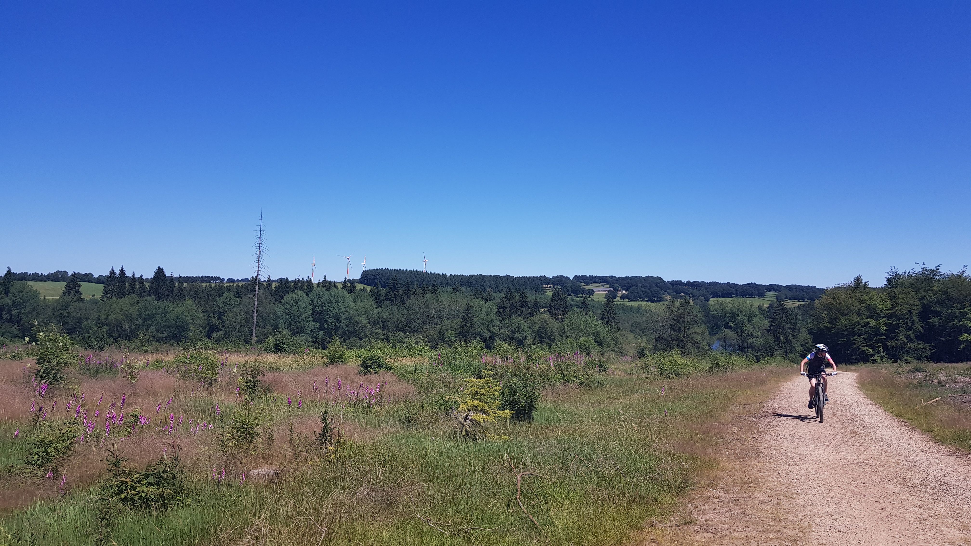 20190629_124443.jpg
