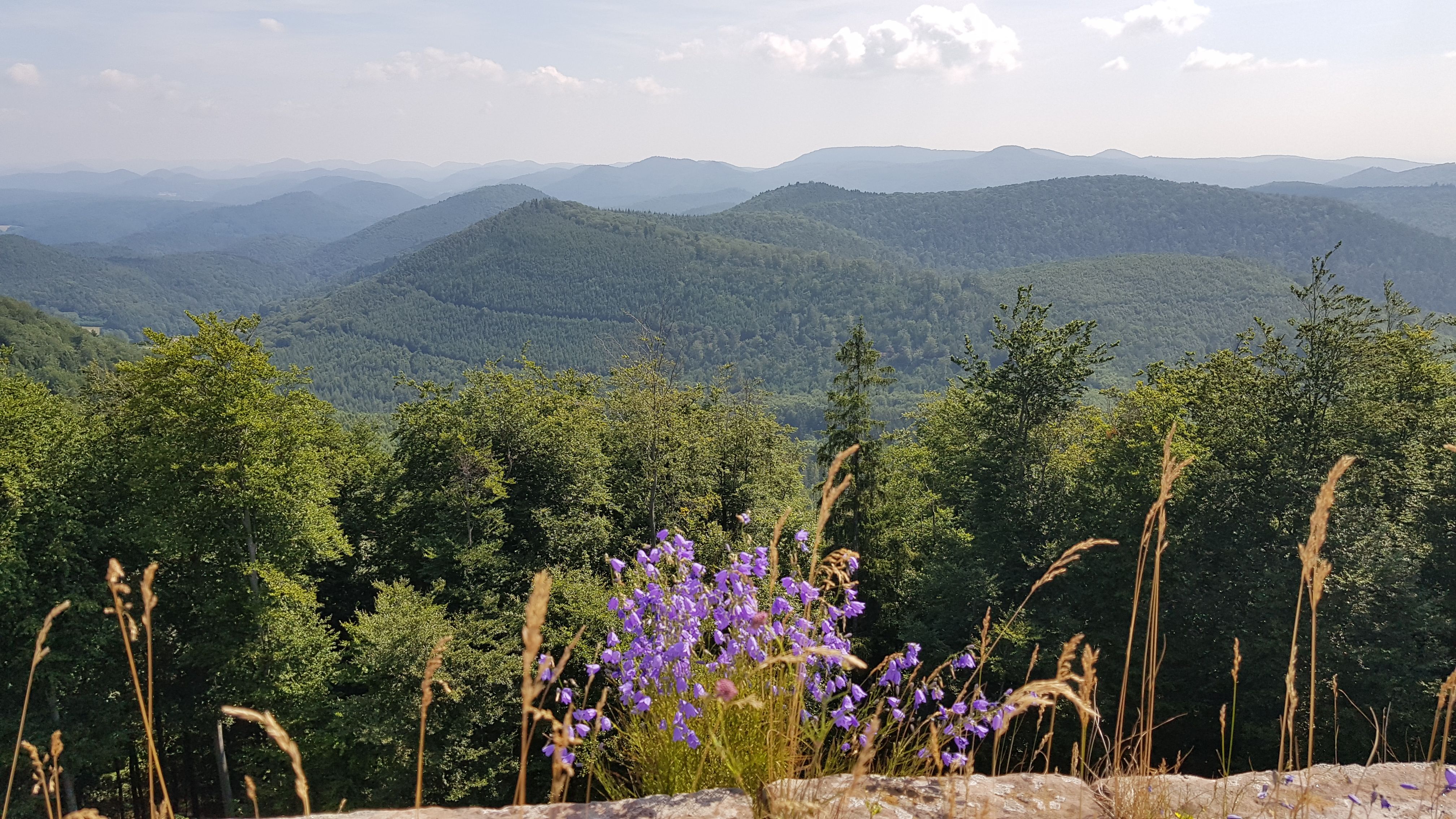 20190717_110424.jpg