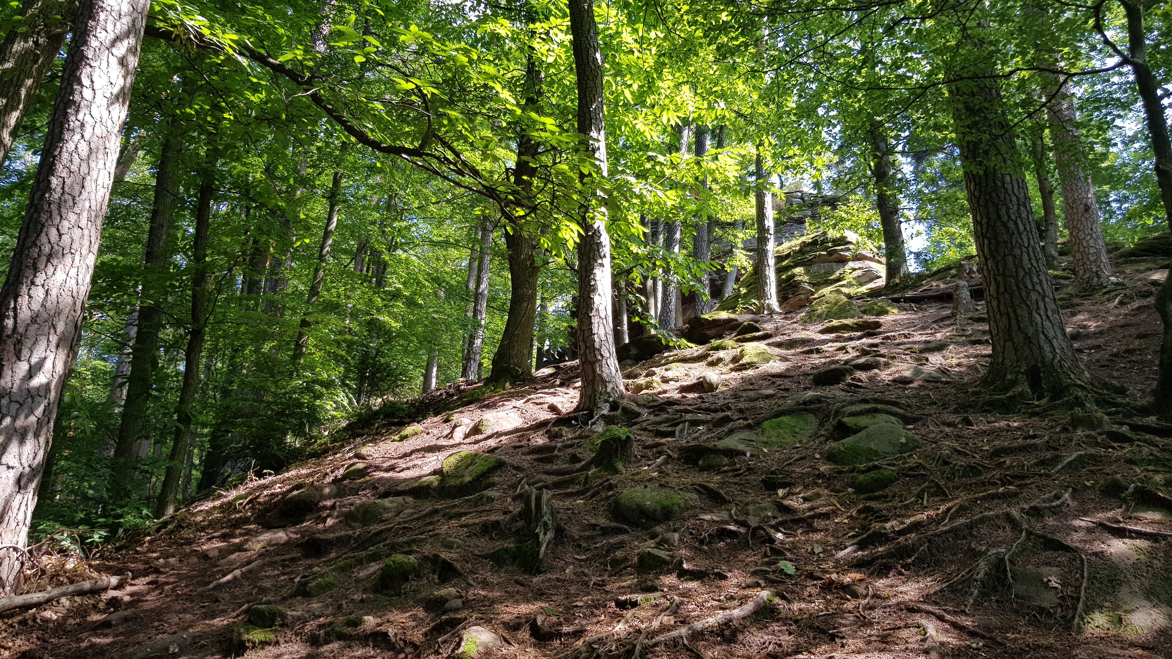 20190717_114739.jpg