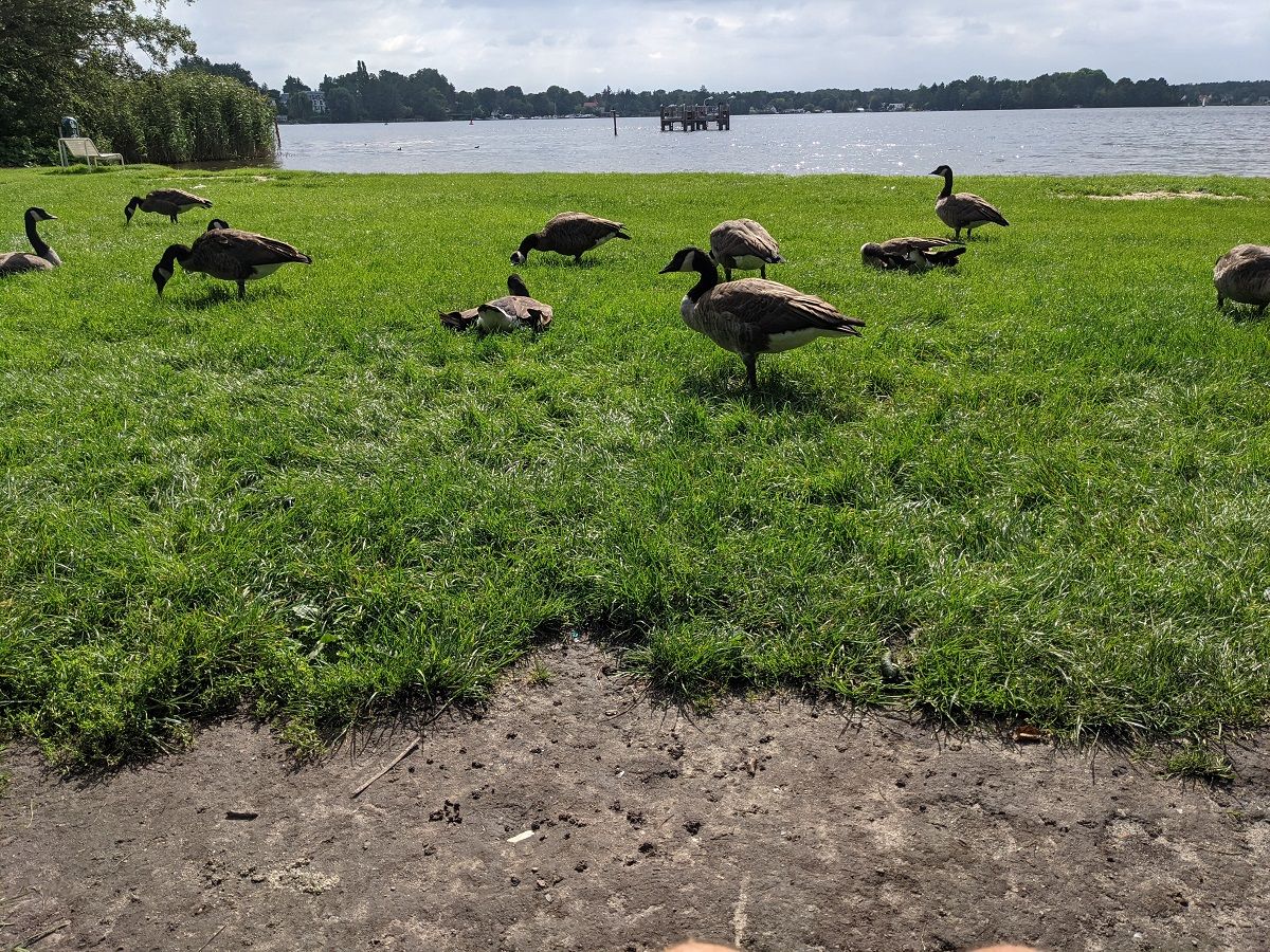 20210901-Dämeritzsee-Kanadagans.jpg