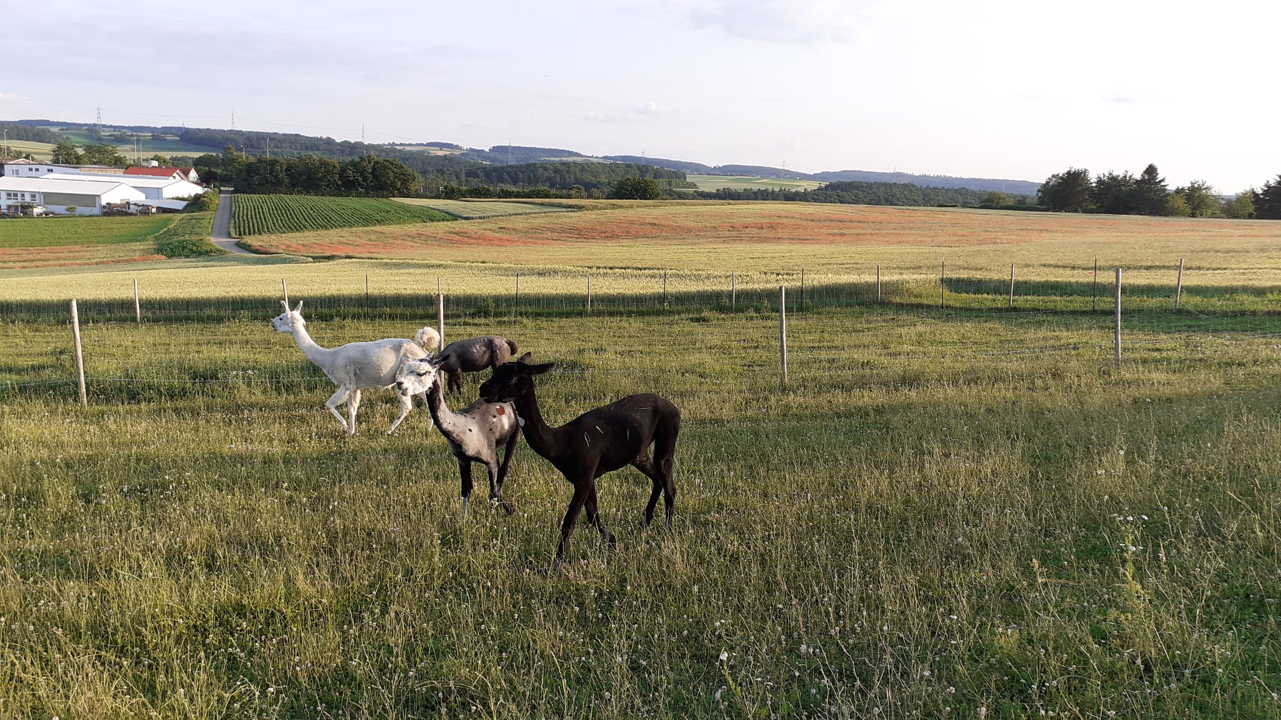 20250616_200914.jpg