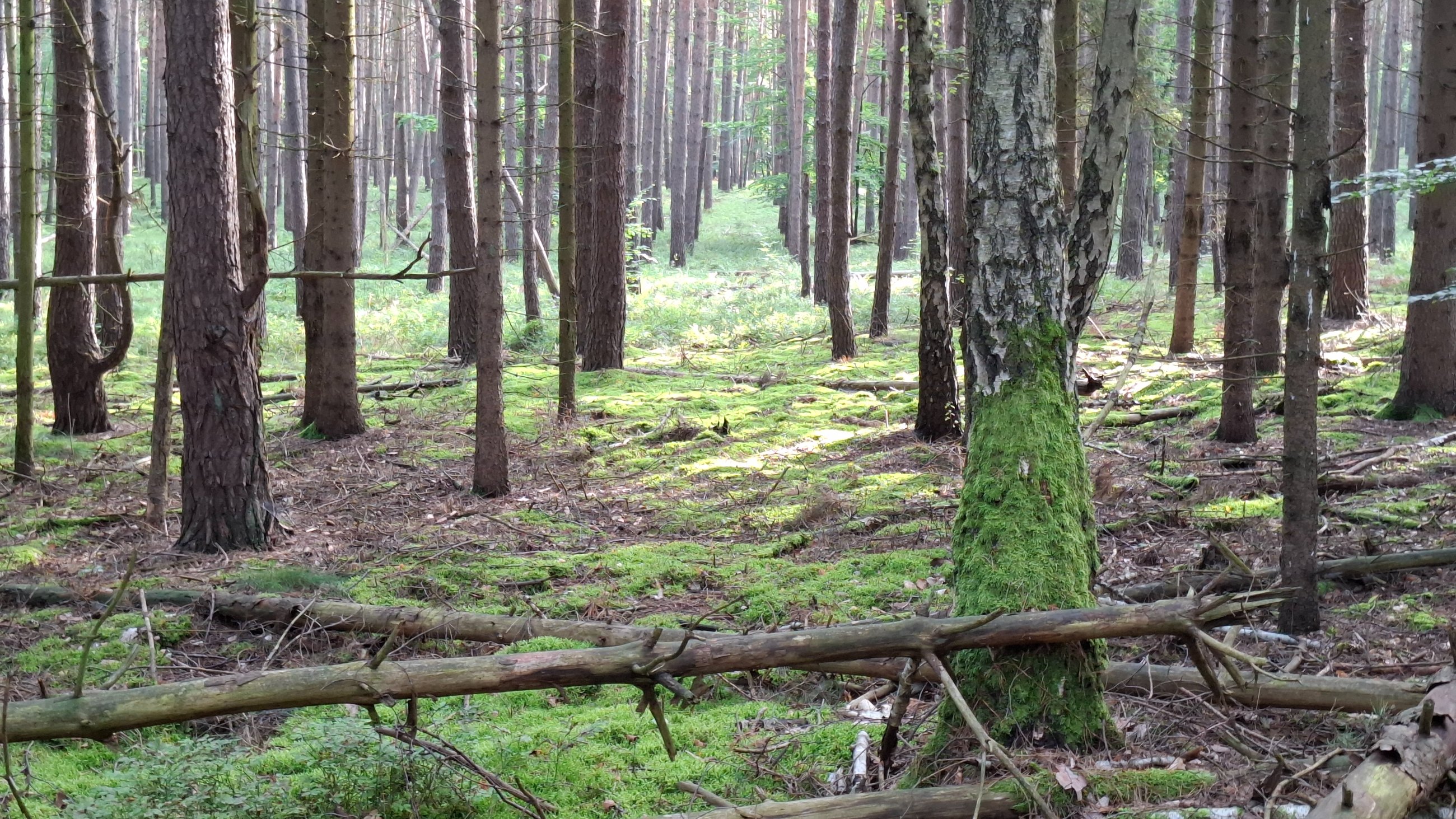 20250727_075430.jpg