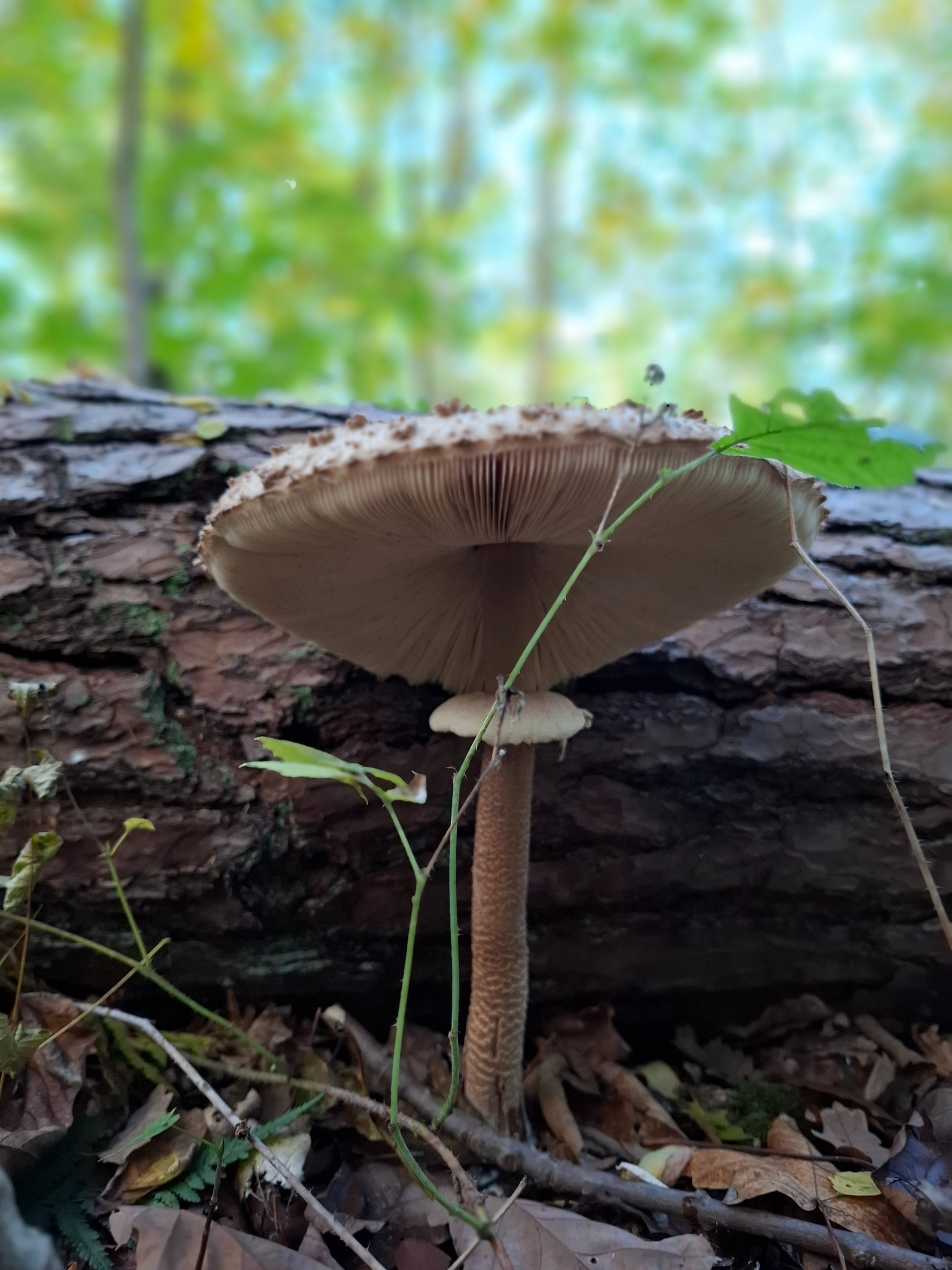 20251018_134654.jpg