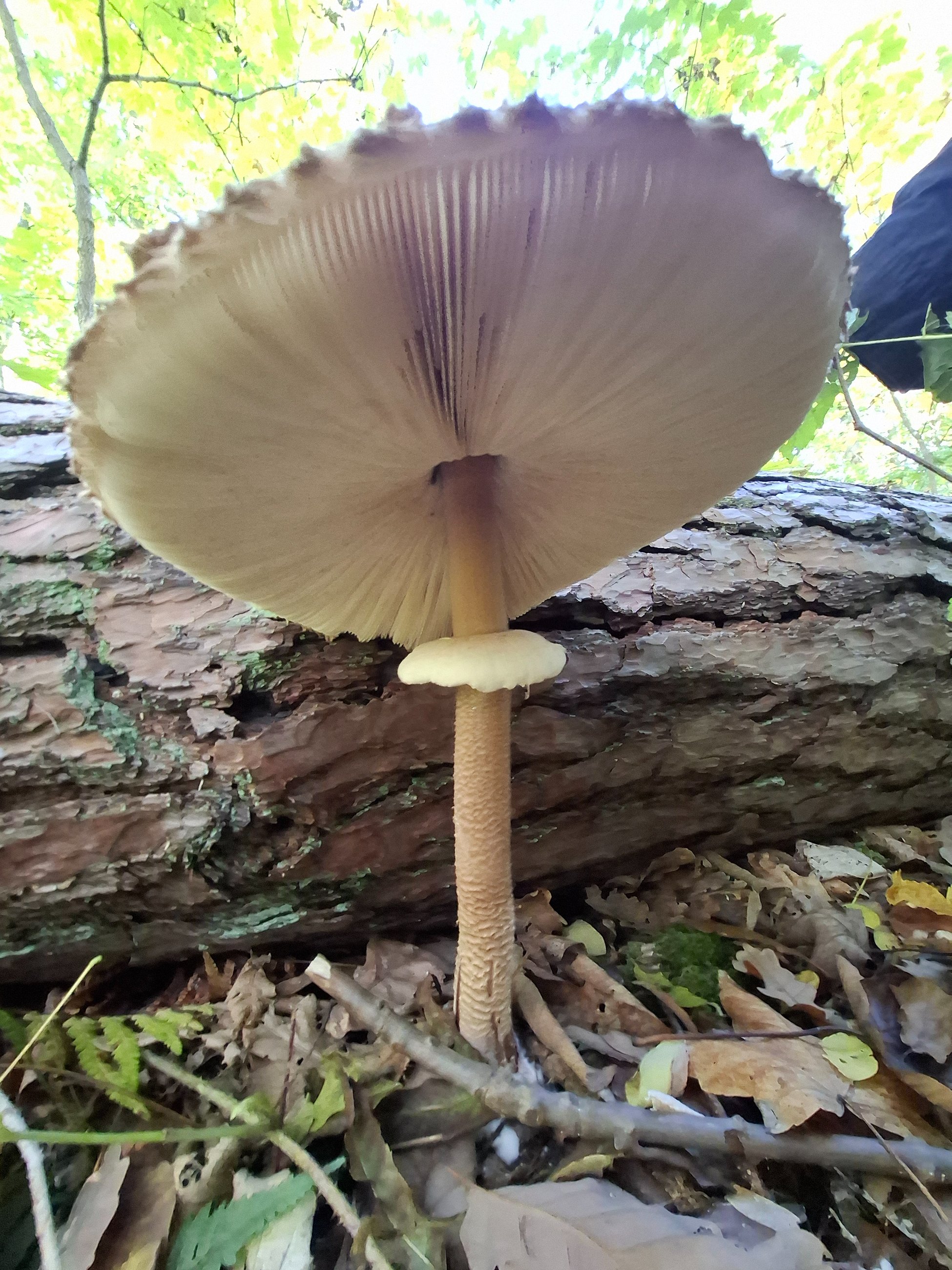 20251018_134752.jpg