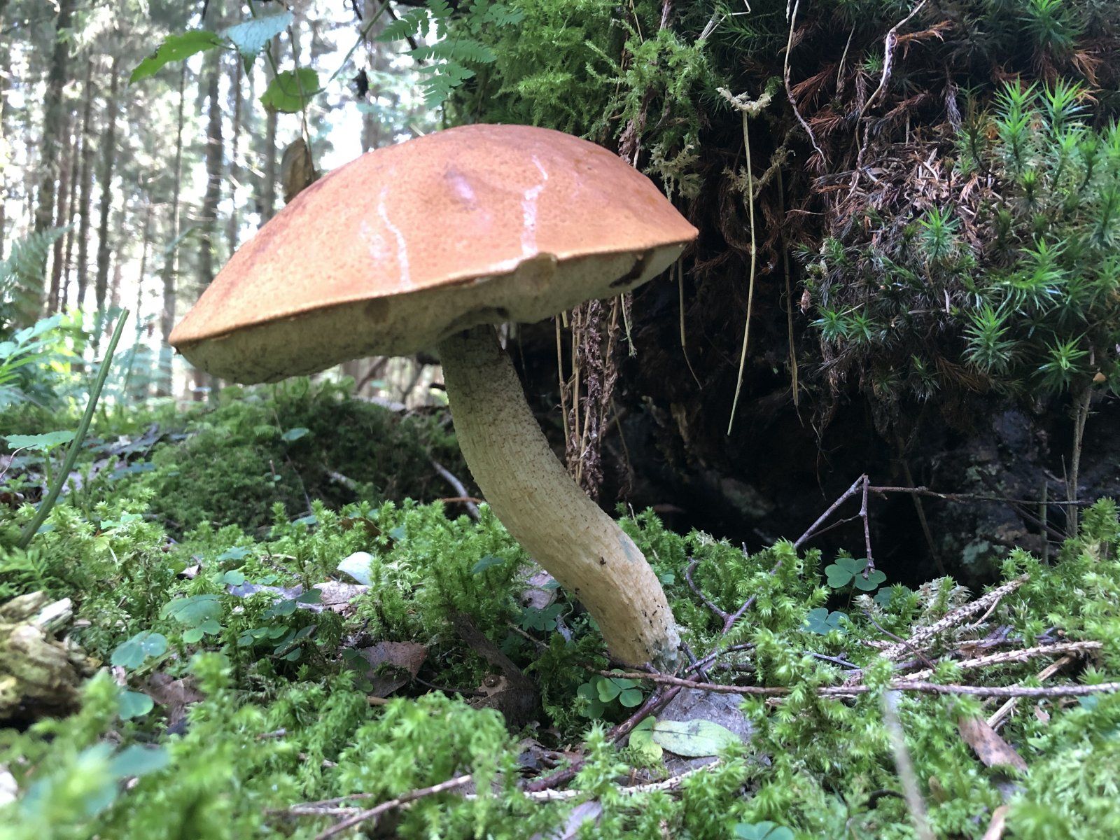 2E7933DF-75D7-4DB3-B368-14461DA7AD7F.jpeg