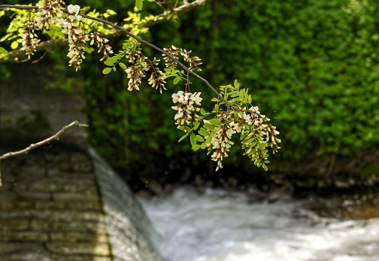 _DSC0519-01.jpeg
