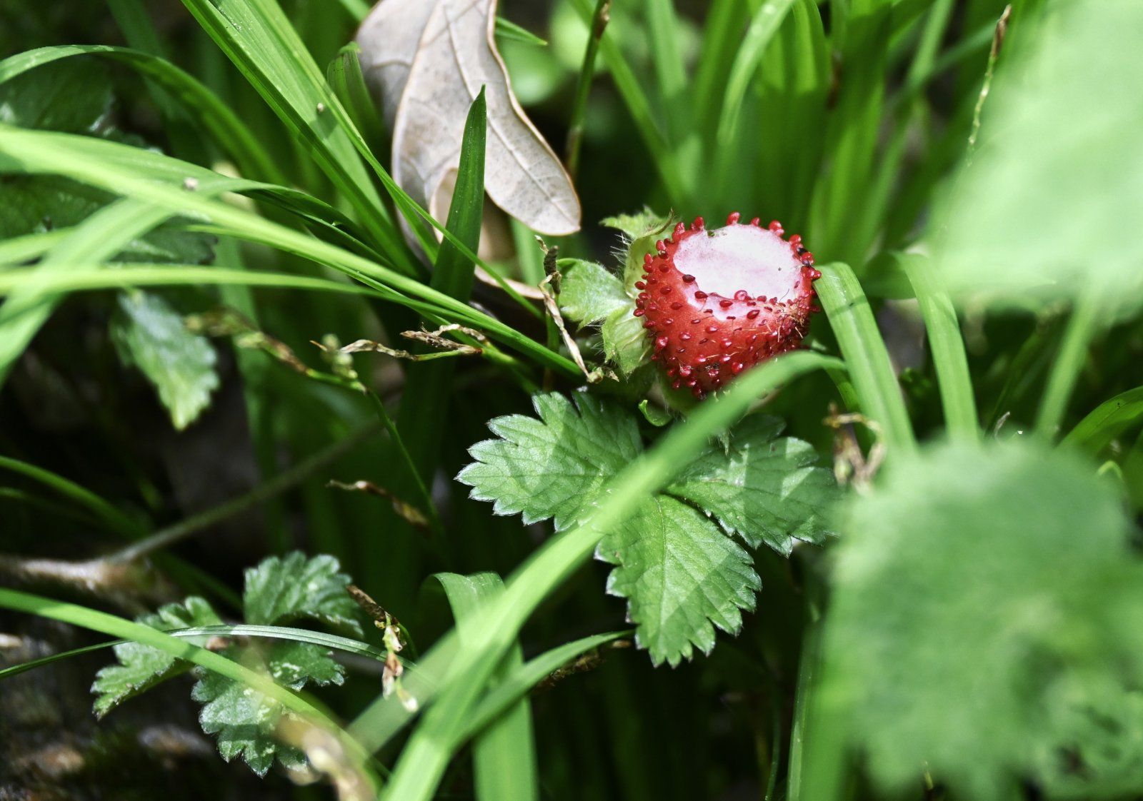 _DSC0530-01.jpeg