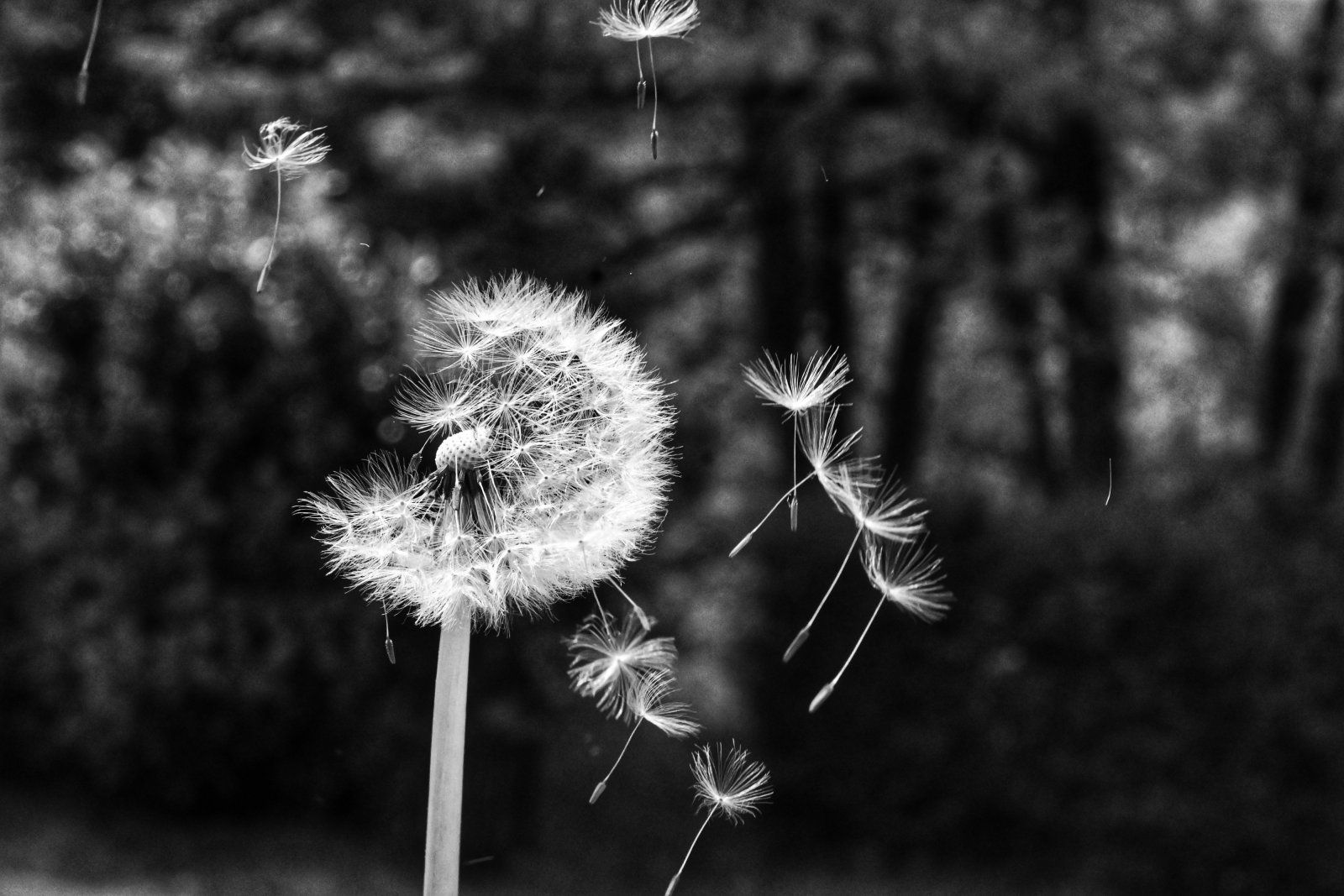 _DSC0658-01.jpeg