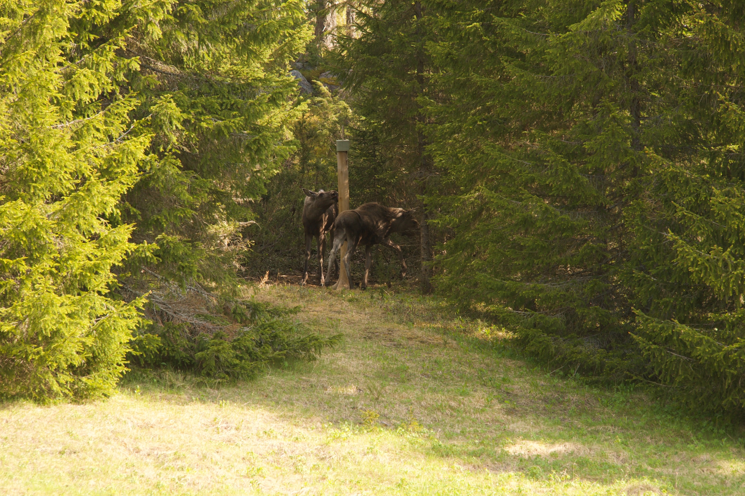_DSC4354.jpeg