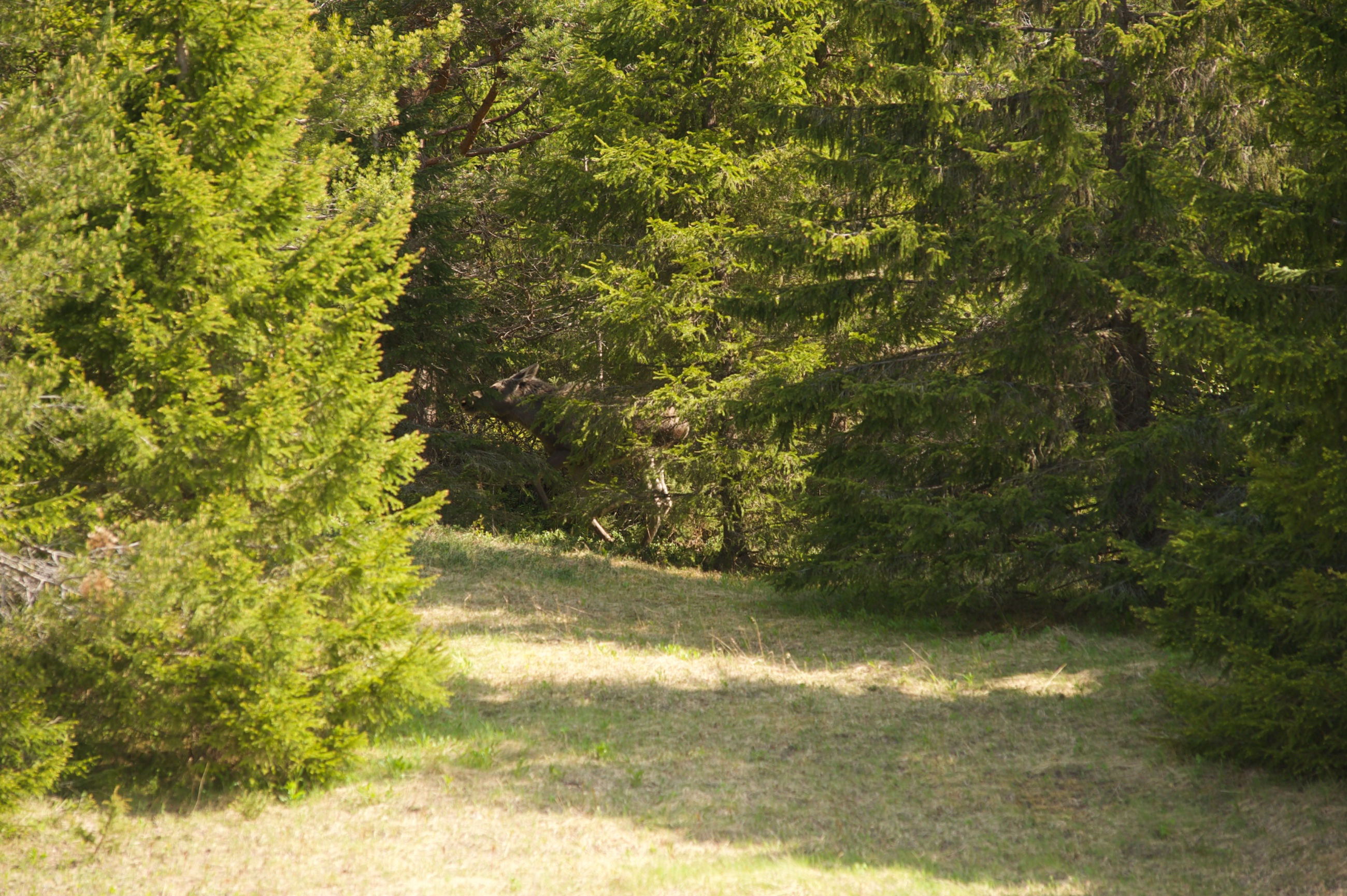 _DSC4376.jpeg