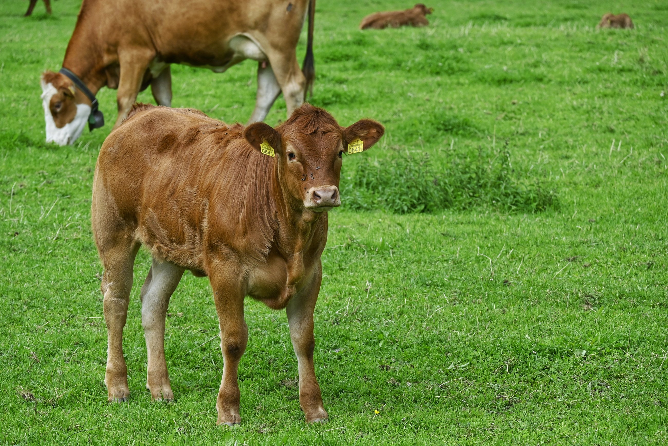 _DSC7231-01.jpeg