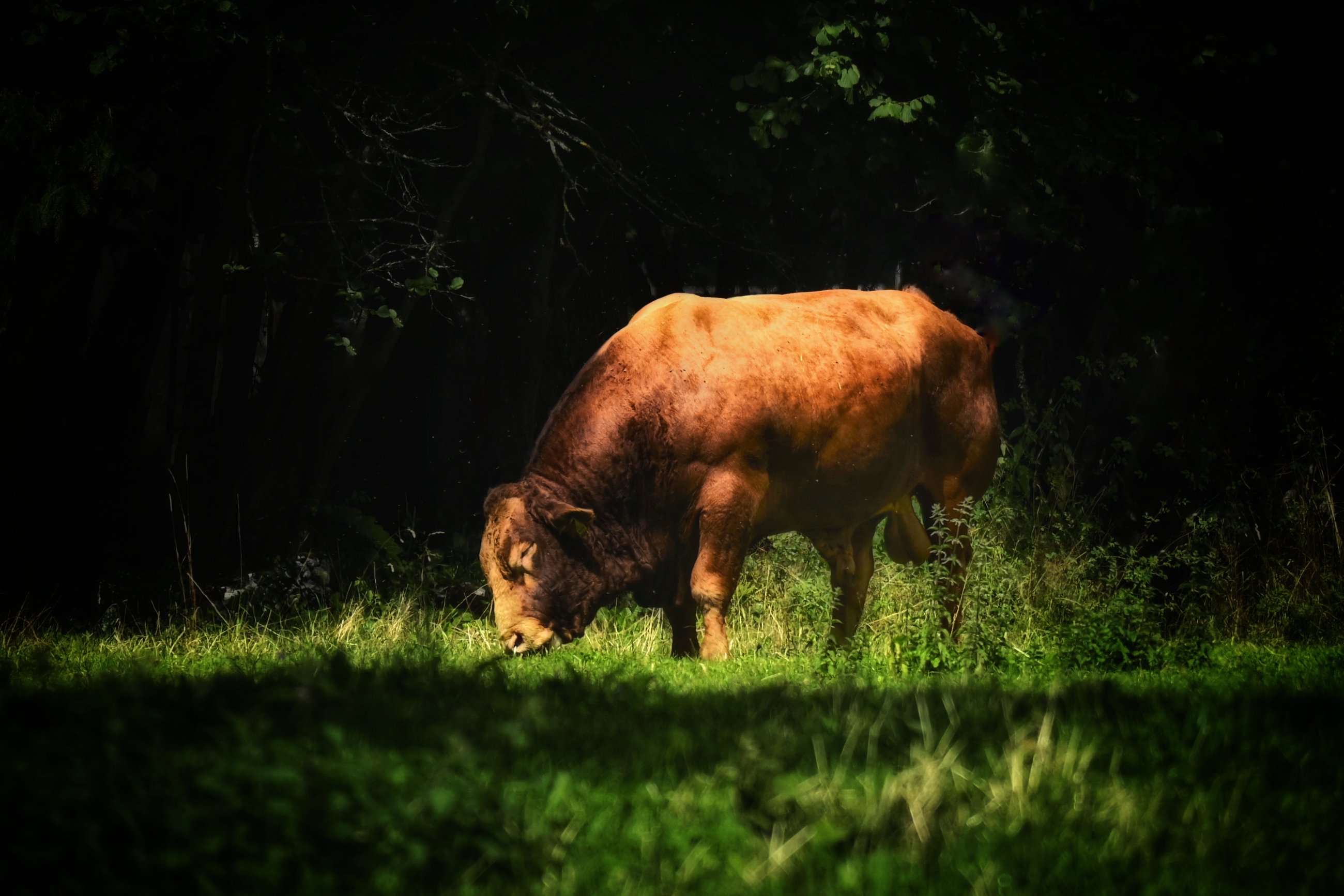 _DSC7237-03.jpeg