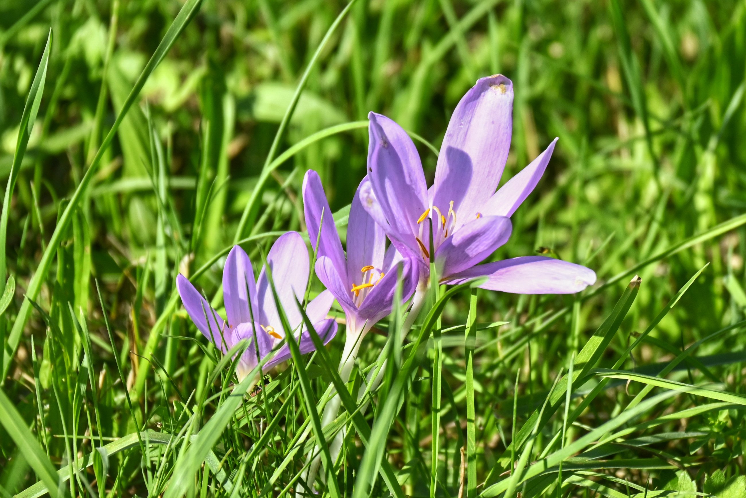 _DSC7486-01.jpeg