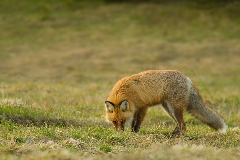 _DSC7731.jpeg