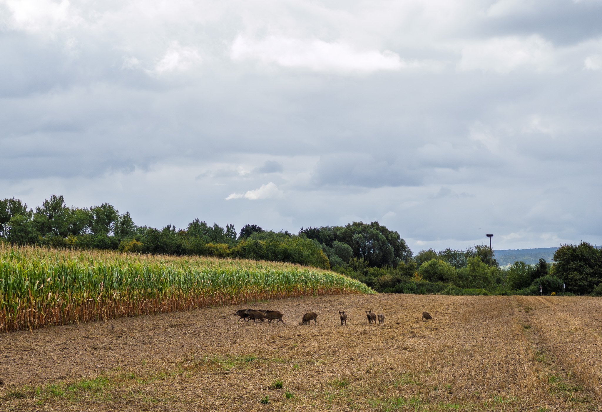 APC_4616_22. August 2025_NSG Hehler Feld.jpg