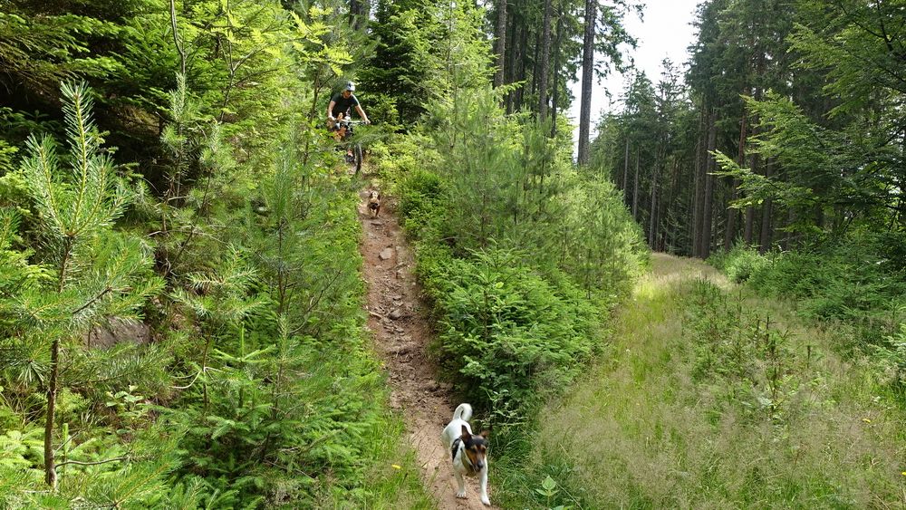 Baiersbronn_Tag5_10.JPG