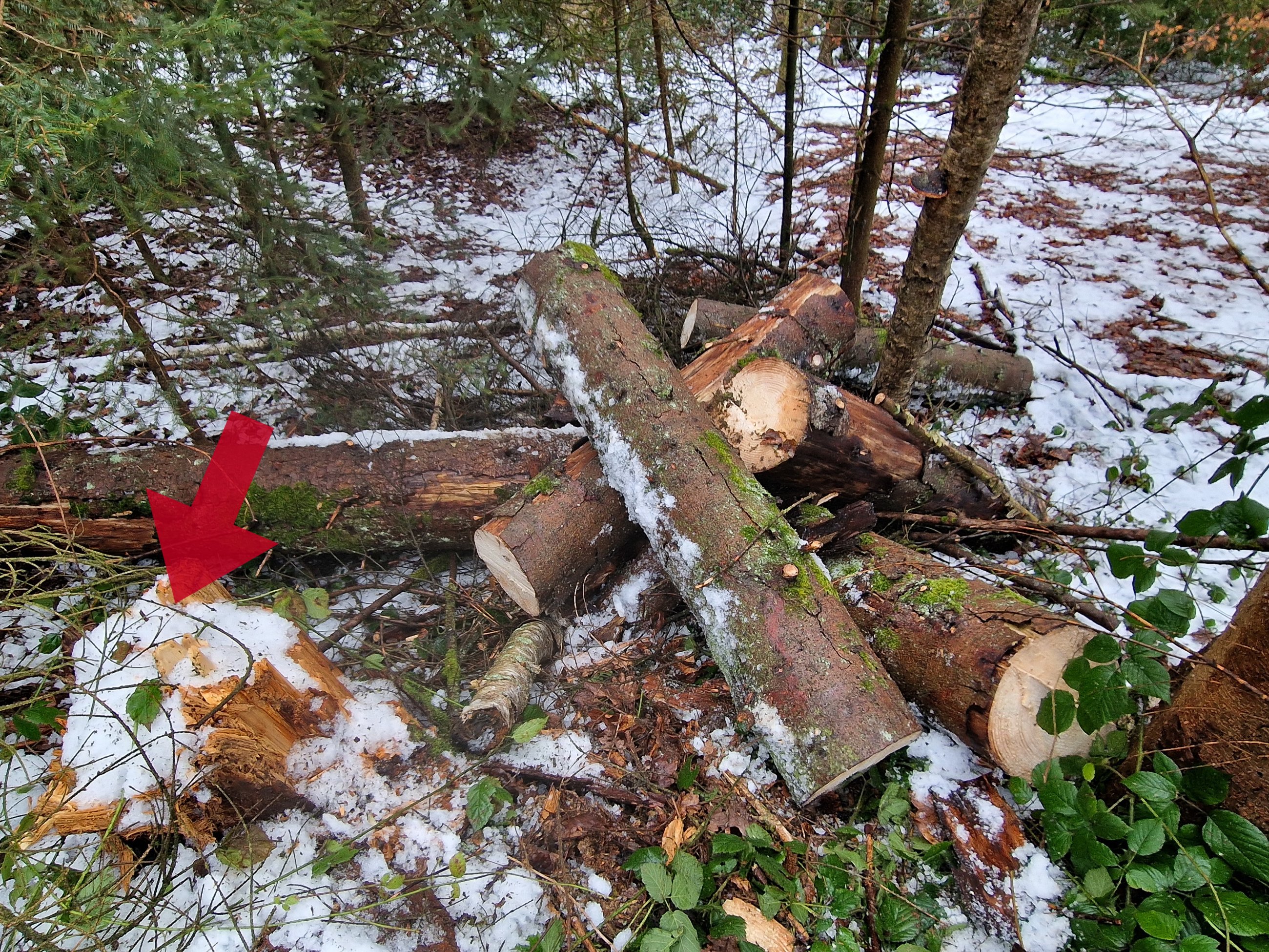 Borkenkäfer.jpg