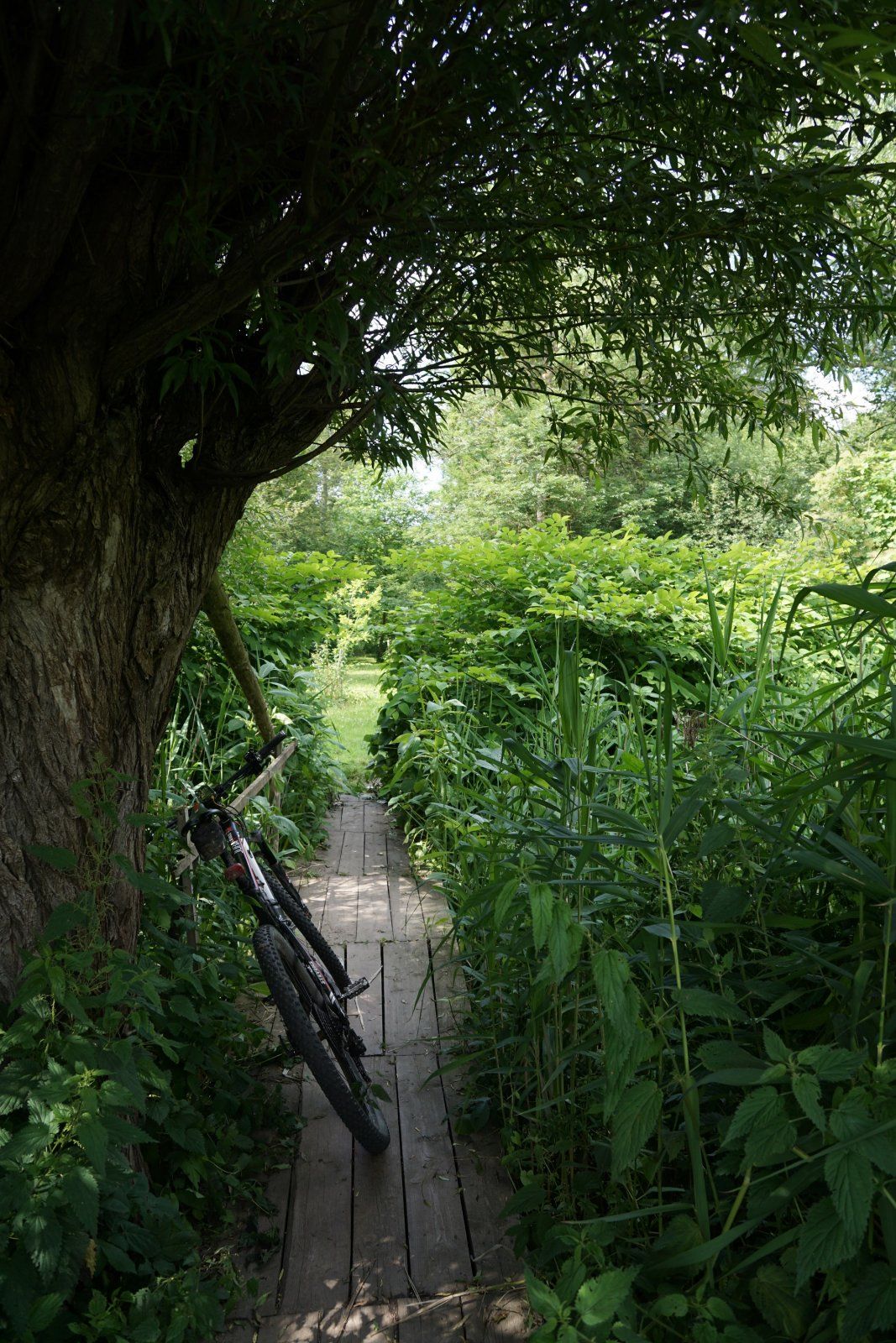 Brücke über die Alte Ilse.JPG