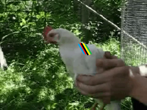 Bruni_Huhn.png