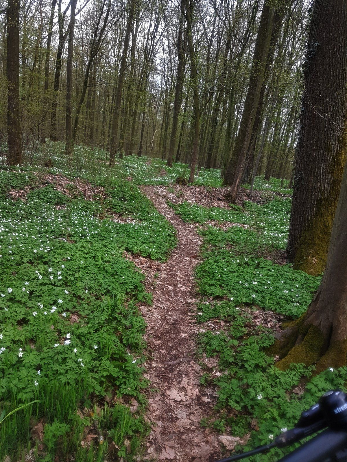 Buschwindröschen wo man schaut.jpg