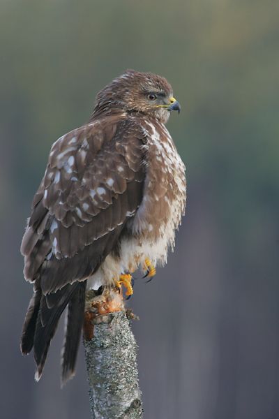 Buteo_buteo_5_(Marek_Szczepanek).jpg