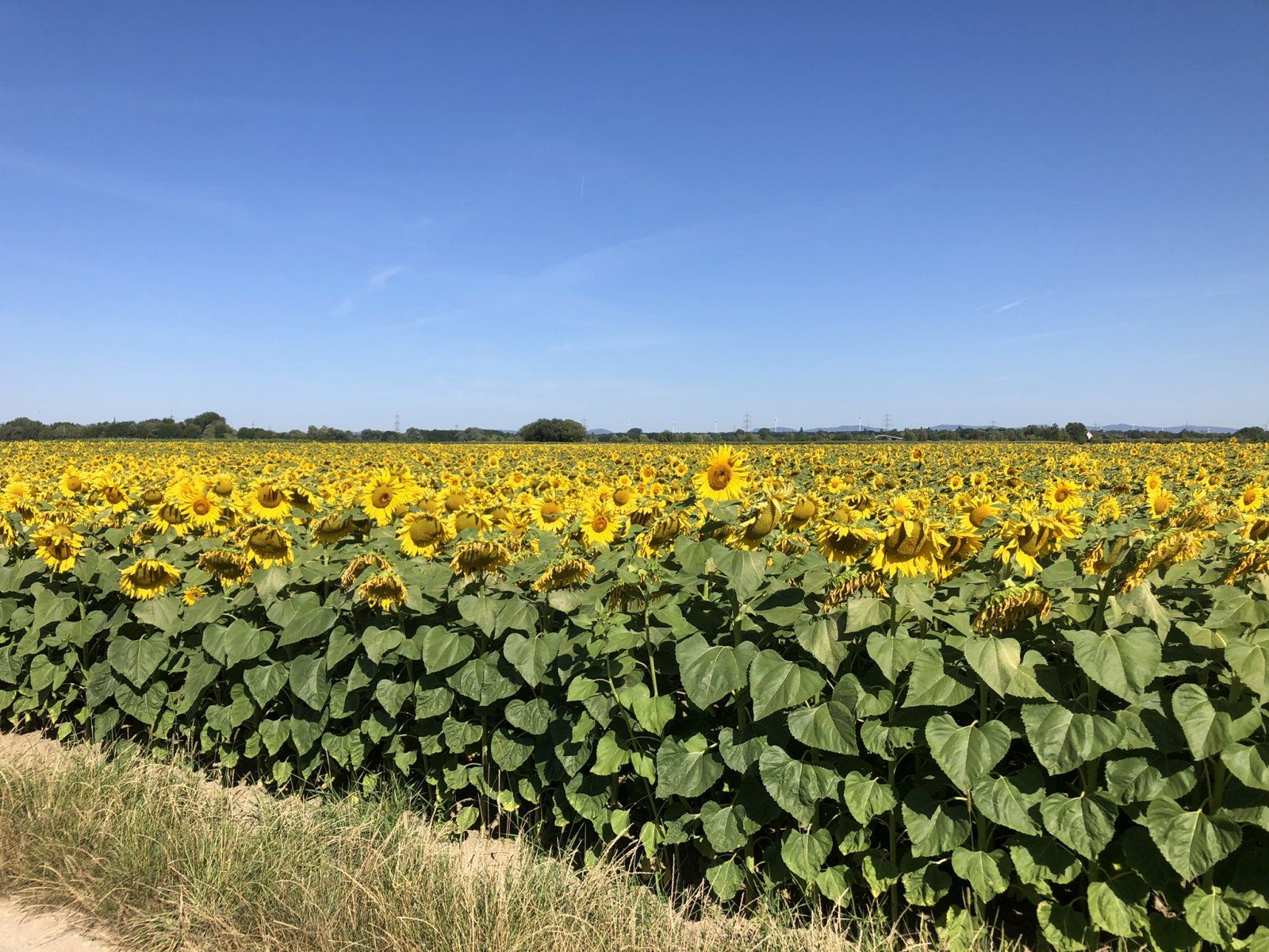 C53B6787-1DE3-44E6-9DF2-2F6B9599F4E6.jpeg