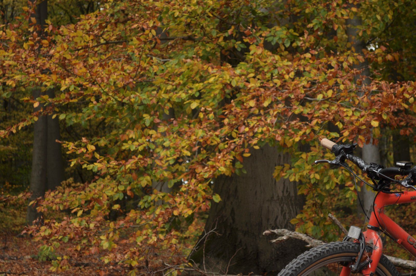 cannondale 093.JPG