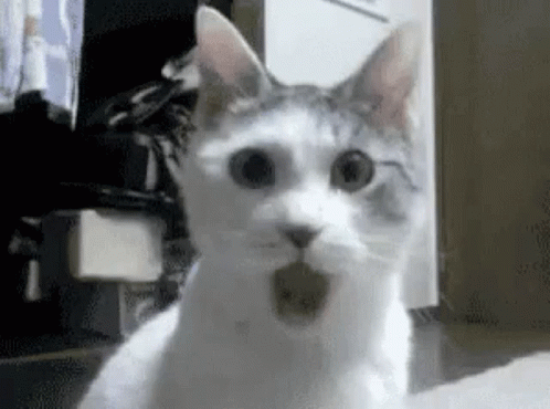 cat-shocked.gif