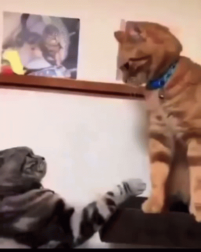 cats-fighting-fighting-cats.gif