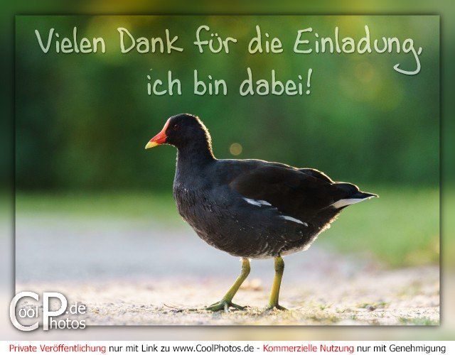 CoolPhotos_de_0903_06773_danke_einladung.jpg