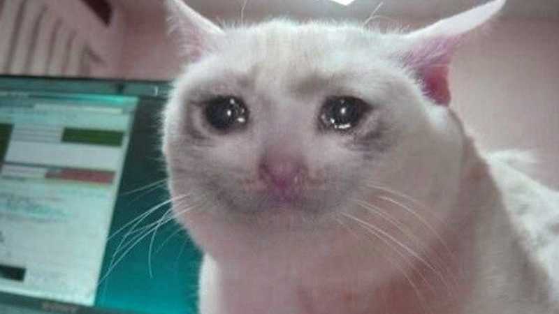 crying-cat-meme-idlememe-3.jpg