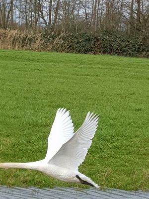 cycgne.jpg