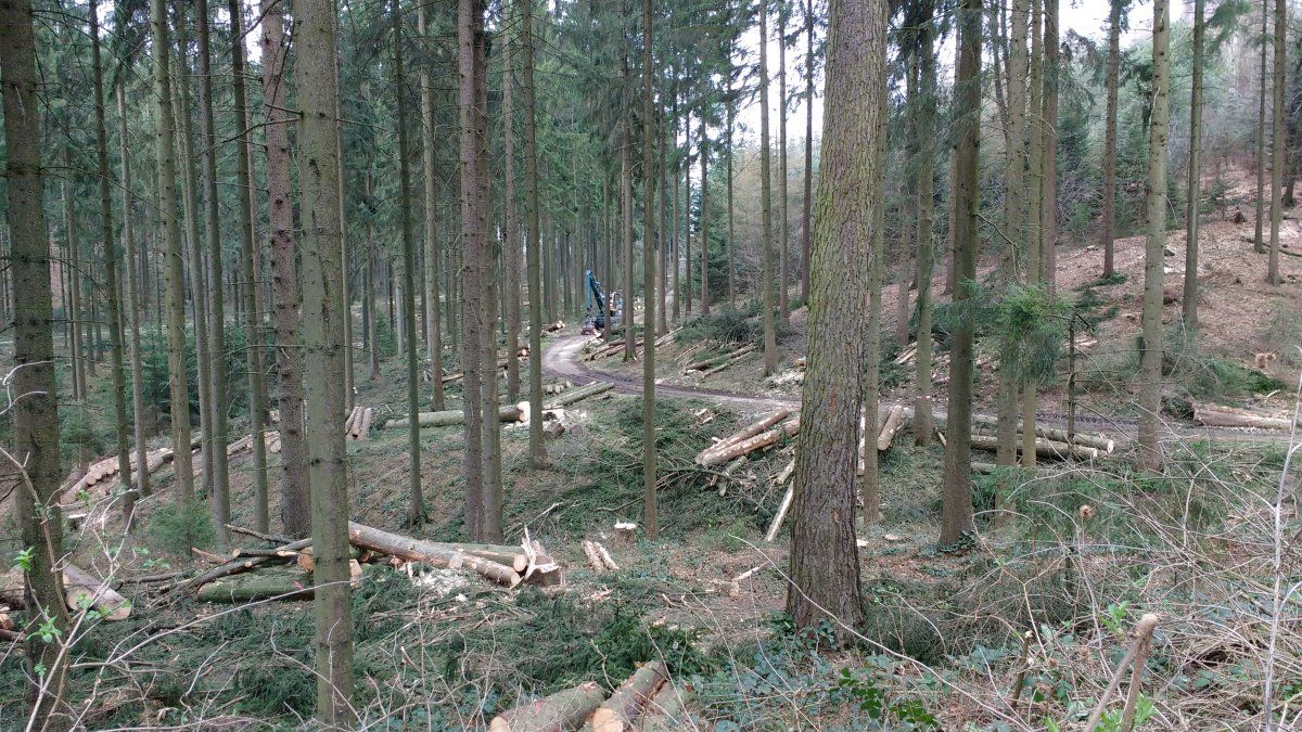 Der Wald wird gefegt..jpg