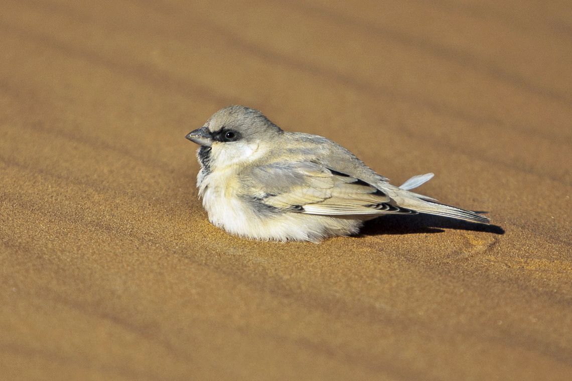 Desert_Sparrow_-_Merzouga_-_Morocco_07_7156_(22203842844).jpg