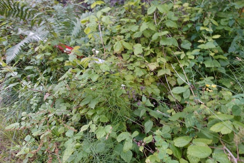 DSC00610.JPG
