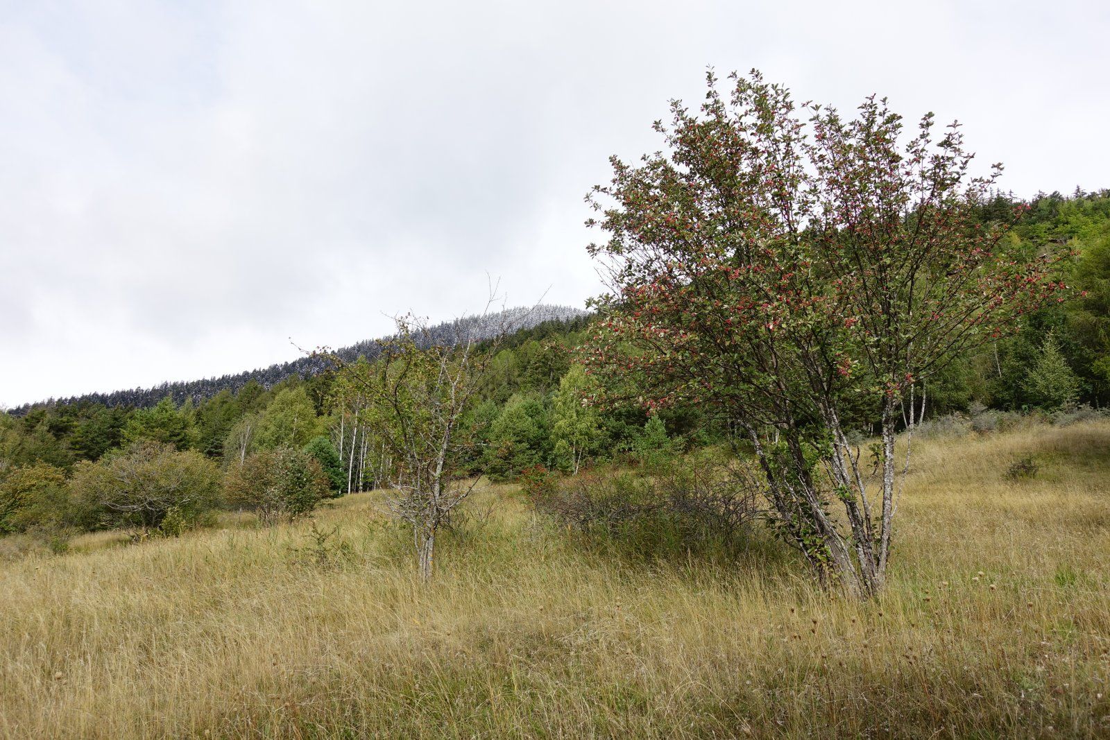 DSC06300.JPG