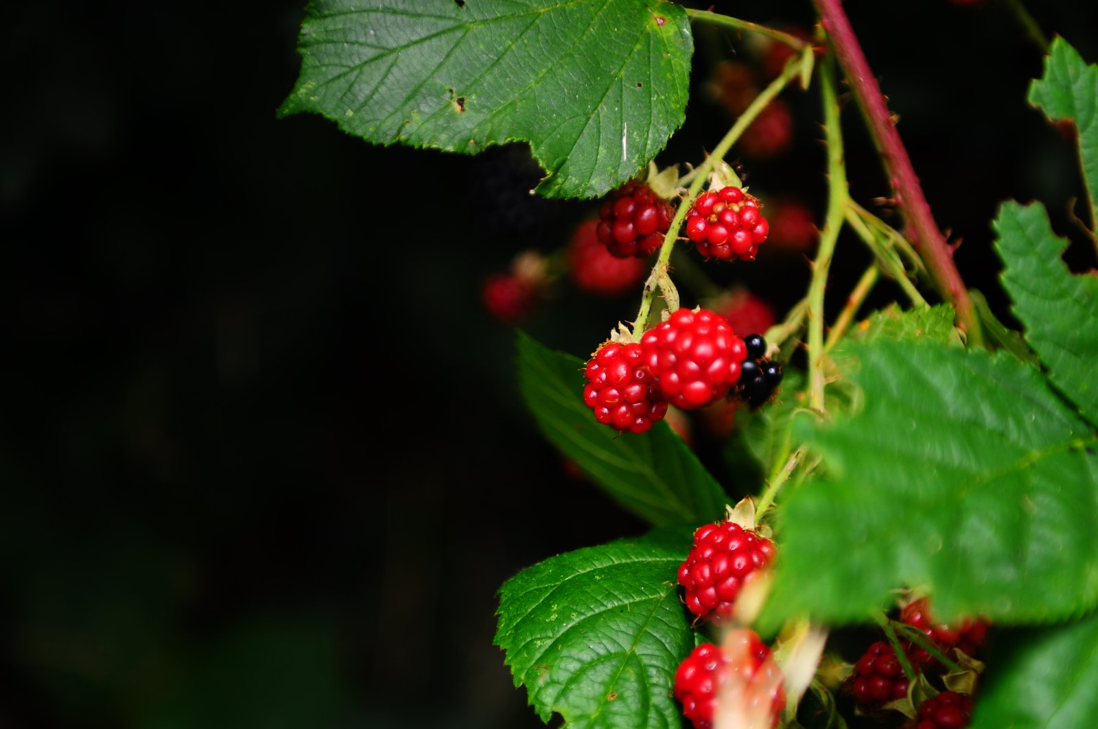 DSC_0019.JPG