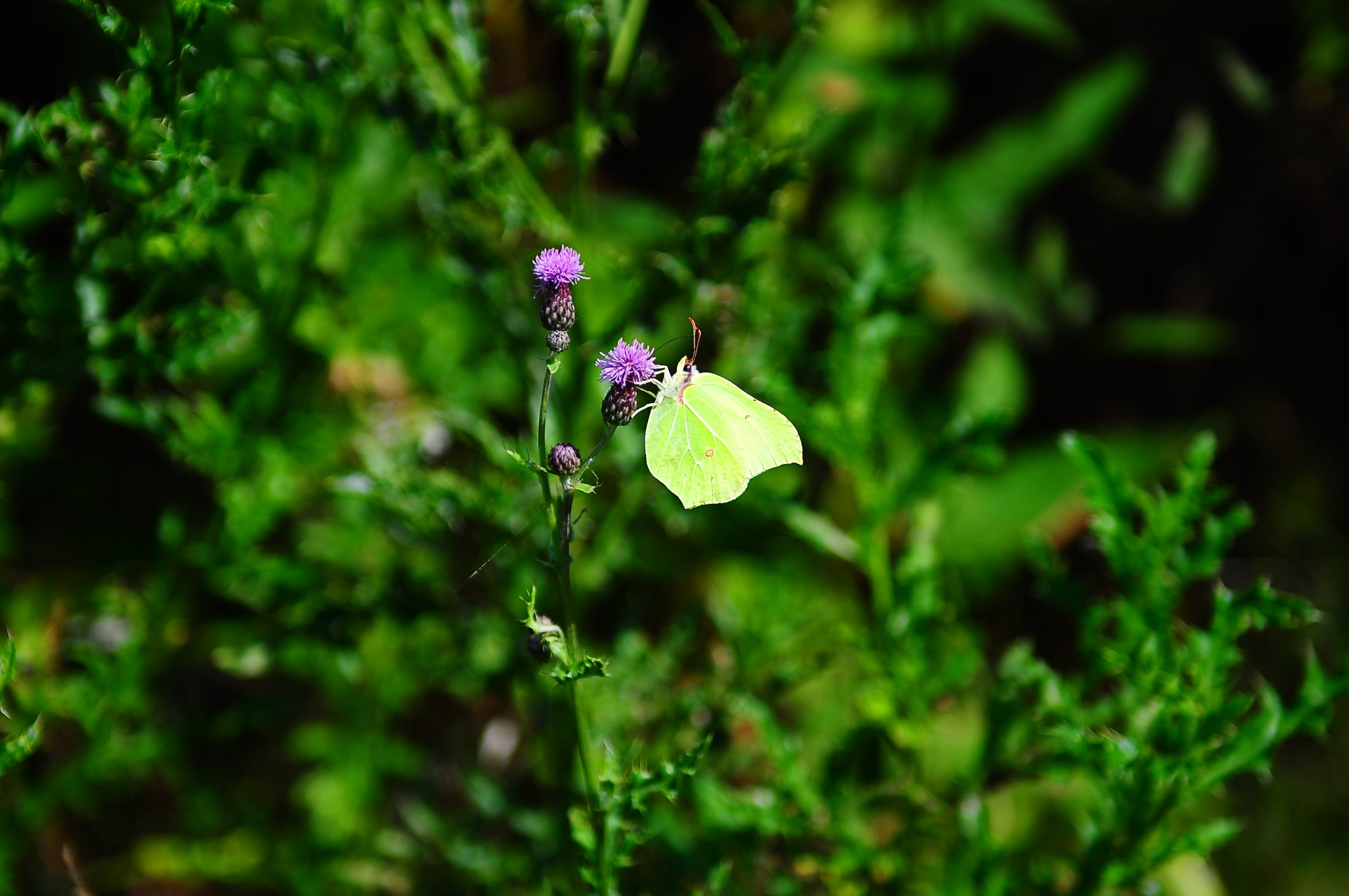 DSC_0035.JPG