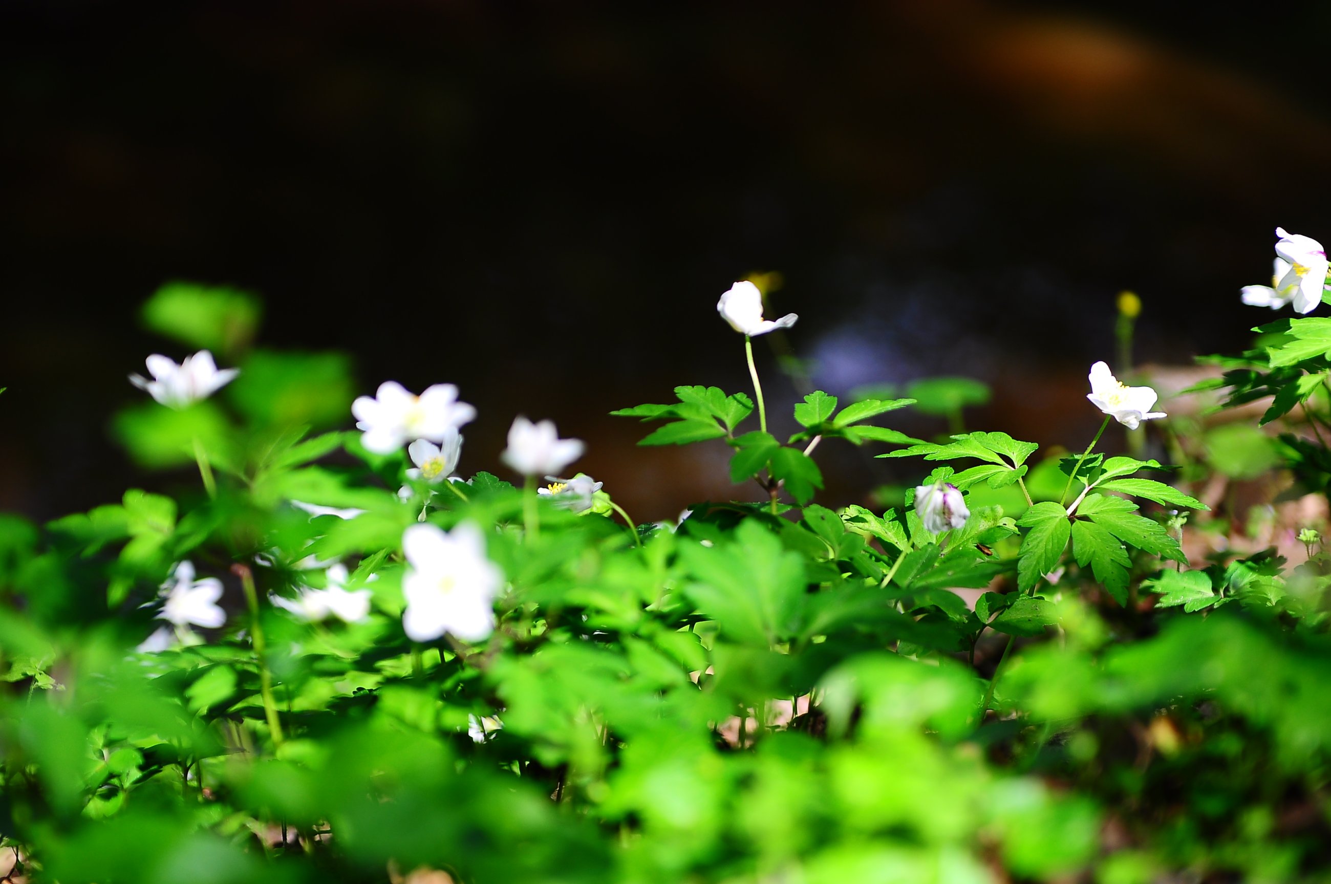 DSC_0044.JPG