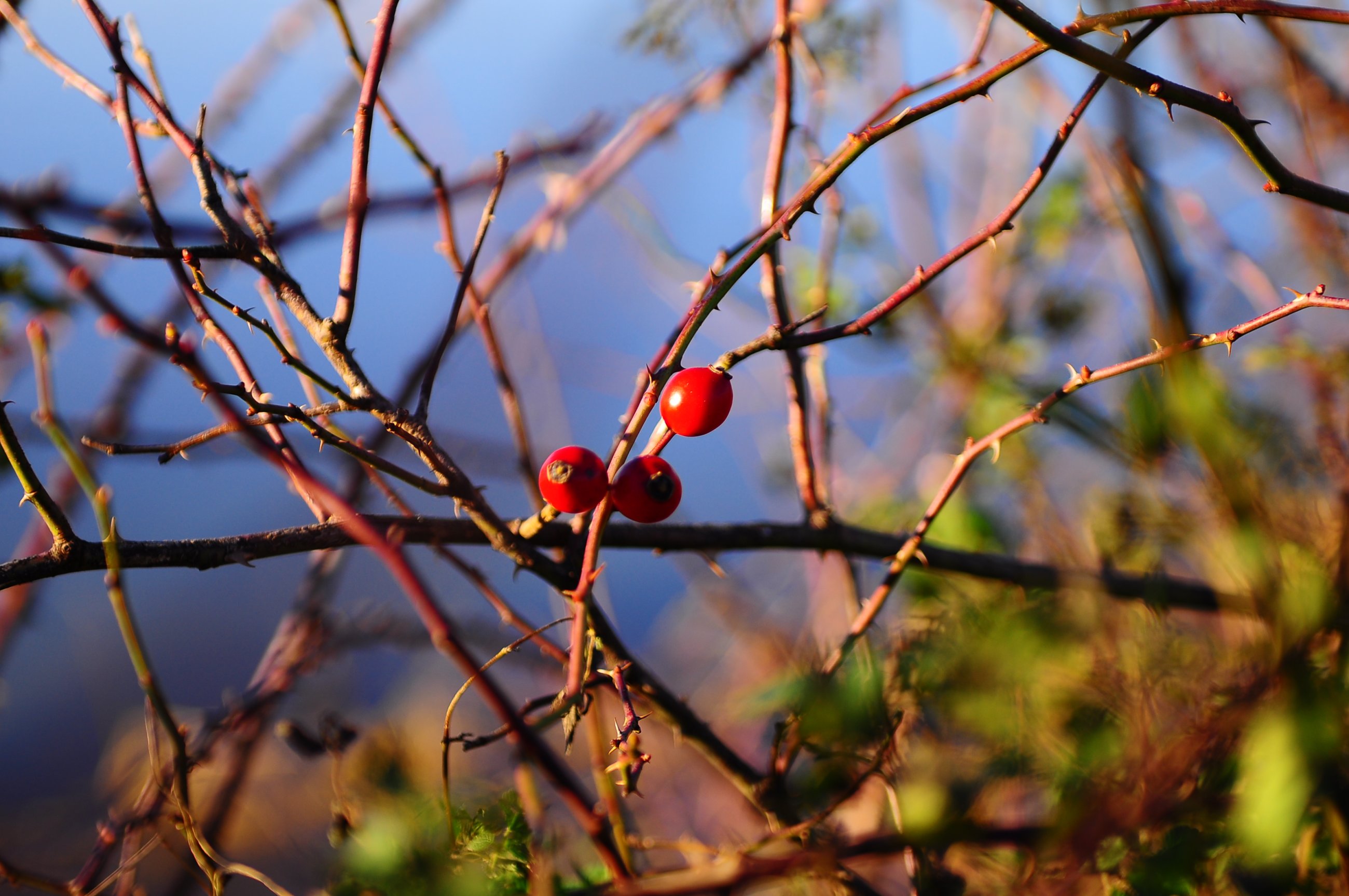 DSC_0072.JPG