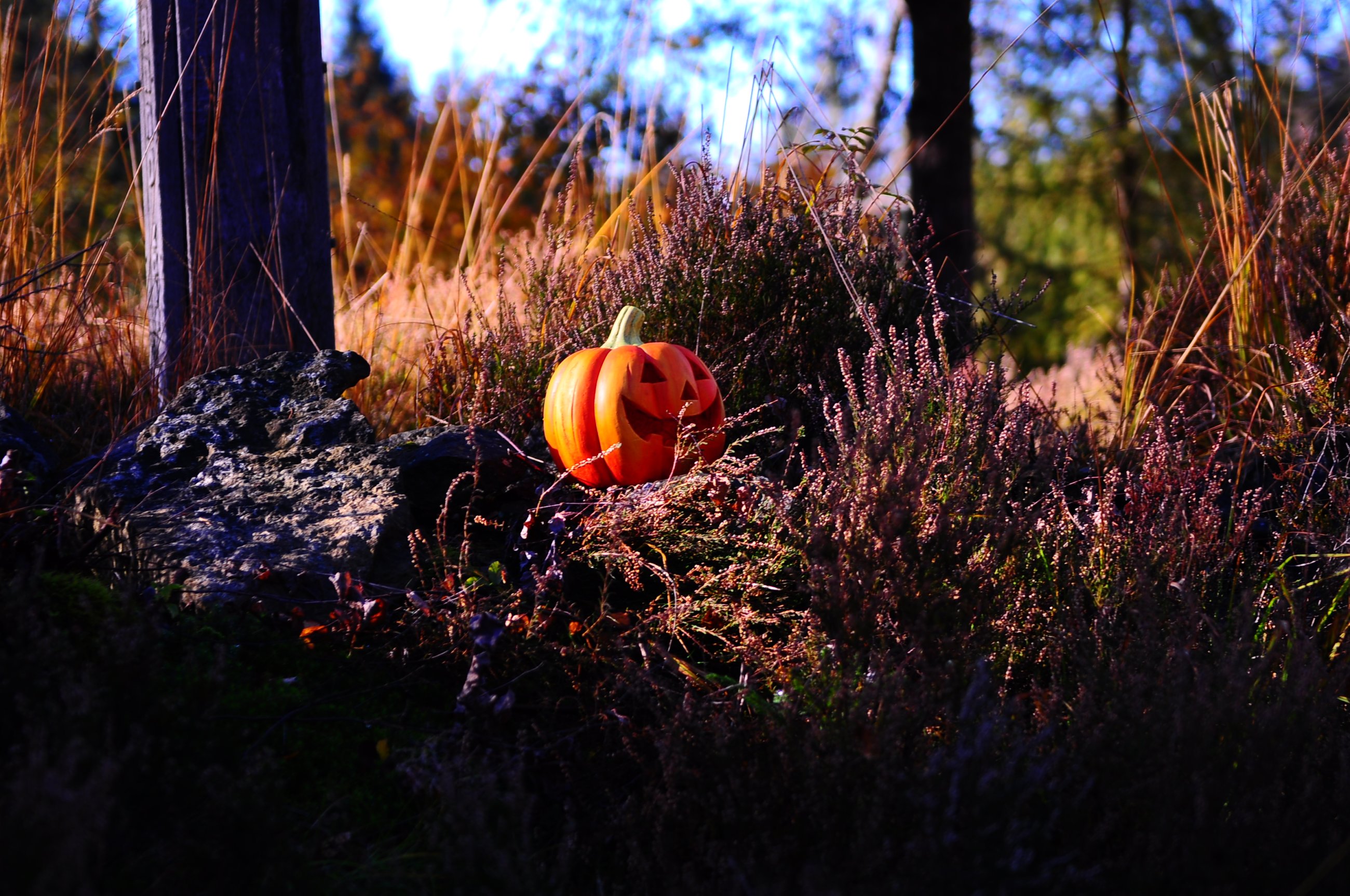 DSC_0073.JPG