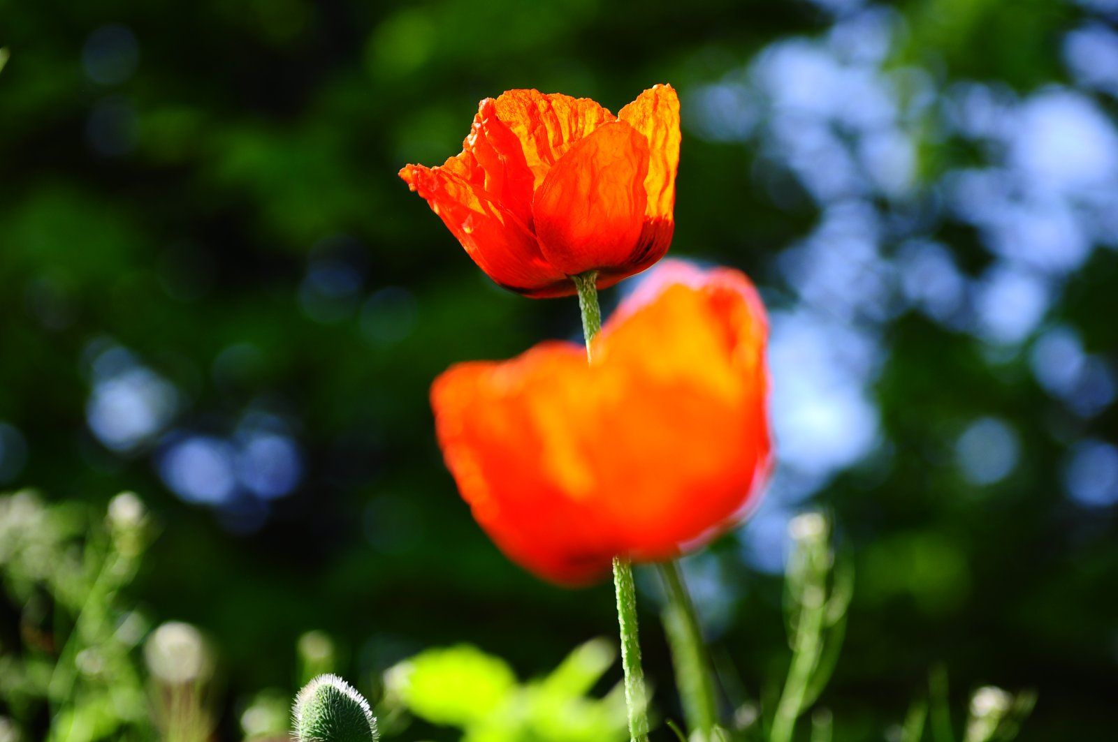 DSC_0106.JPG